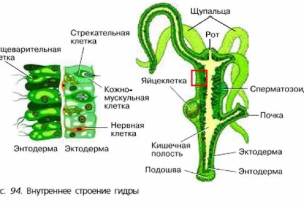 Kraken зеркало kraken link top