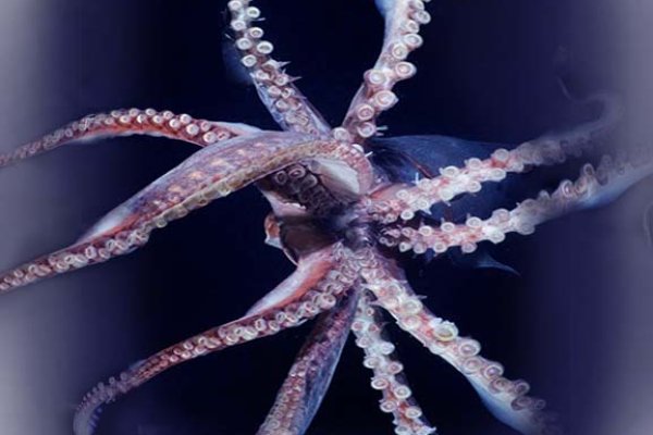 Кракен ссылка 2web