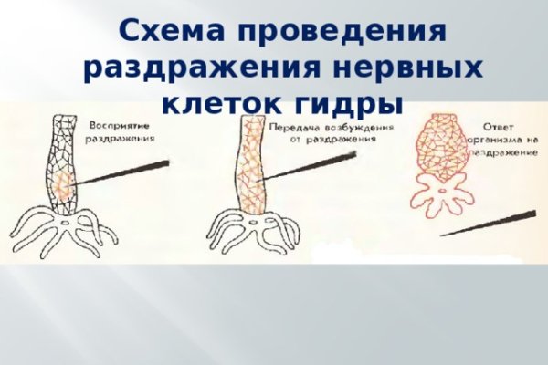 Kraken 17 at net
