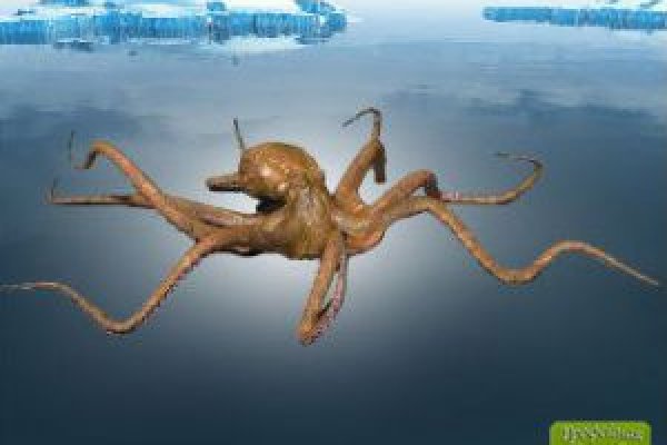 Рабочий сайт kraken