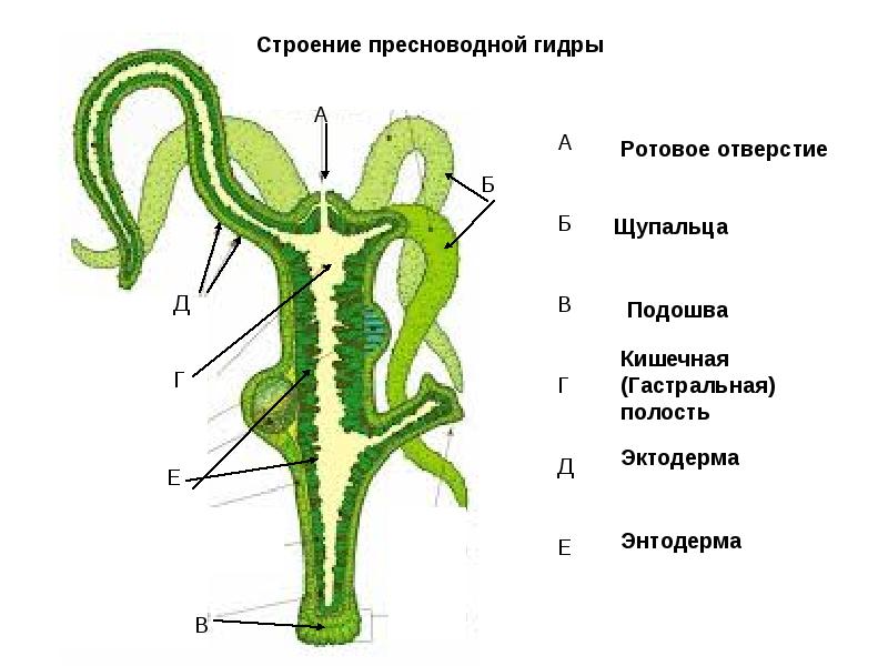 Аутентификатор кракен